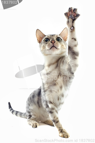 Image of playing bengal cat