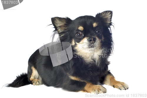 Image of black chihuahua