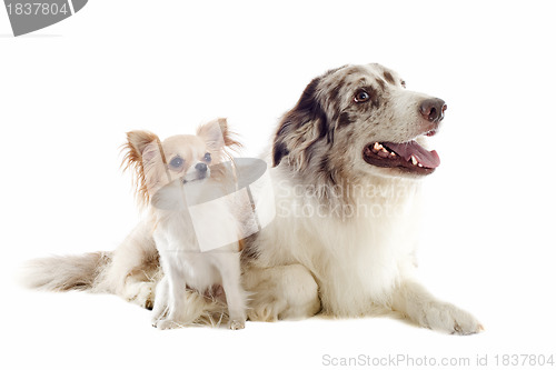 Image of border collie and chihuahua
