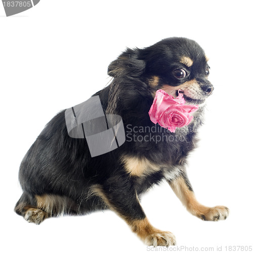 Image of chihuahua and flower