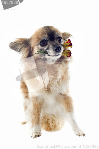 Image of chihuahua and flower