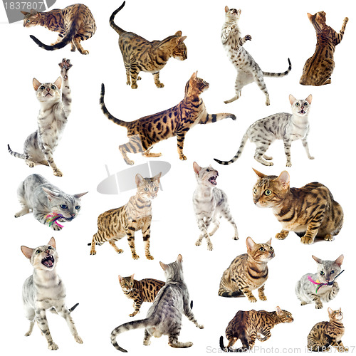 Image of bengal cats