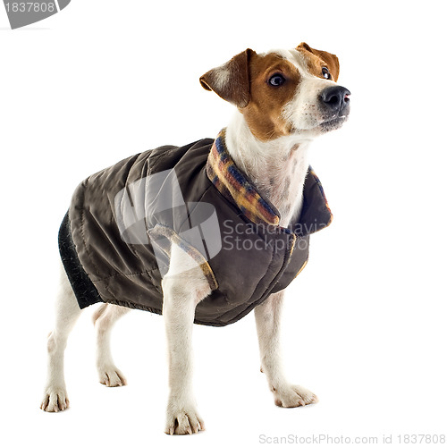 Image of jack russel terrier with coat