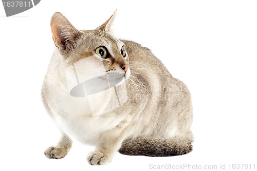 Image of singapura cat
