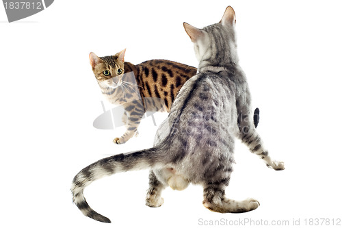 Image of bengal cat