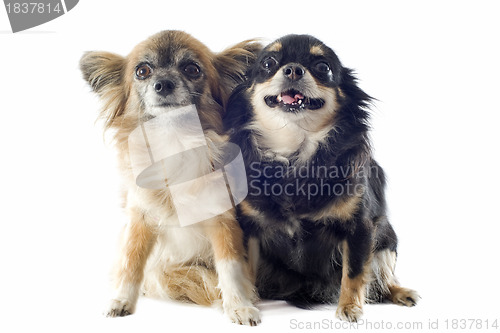 Image of chihuahuas