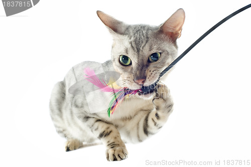 Image of playing bengal cat