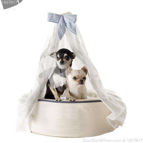 Image of chihuahuas on bed dog