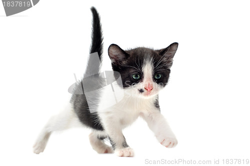Image of black and white kitten