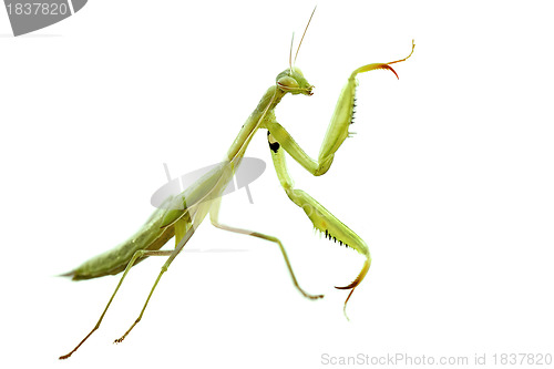 Image of European mantis