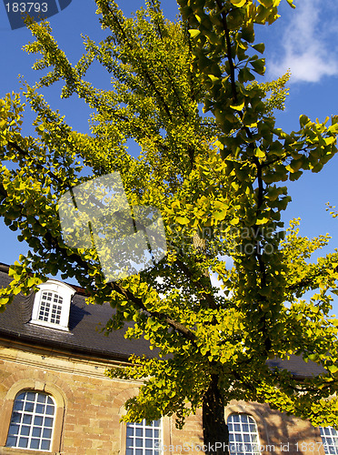 Image of baroque ginkgo