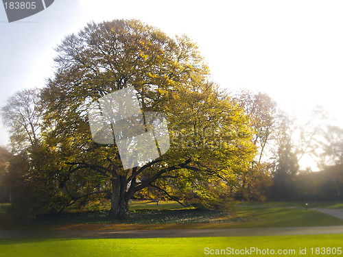 Image of beautiful oak