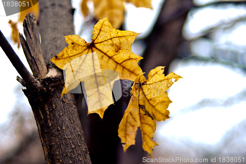 Image of Yellow maple leaves in autumn park.