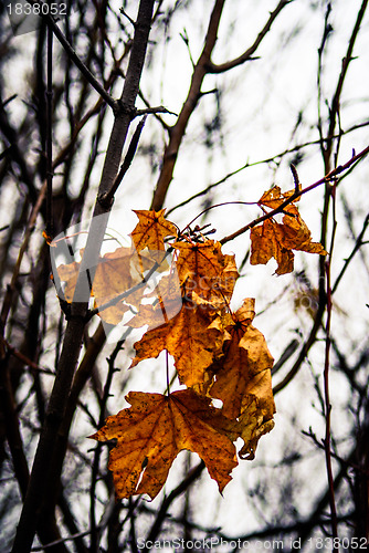 Image of Yellow maple leaves in autumn park.