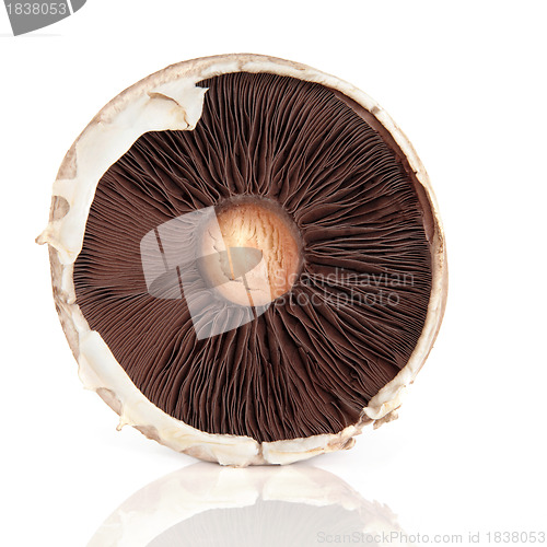 Image of Mushroom