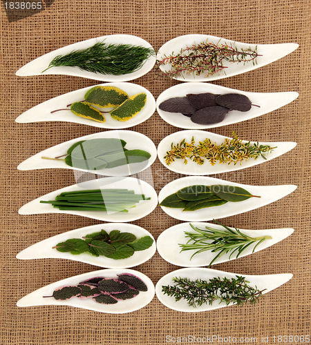 Image of Fresh Herb Selection