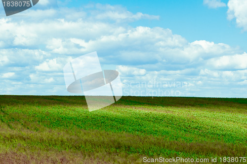 Image of field and blue sky 