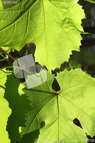 Image of Green grape leaves