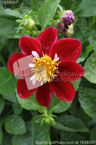 Image of Beautiful flower with rain droplets