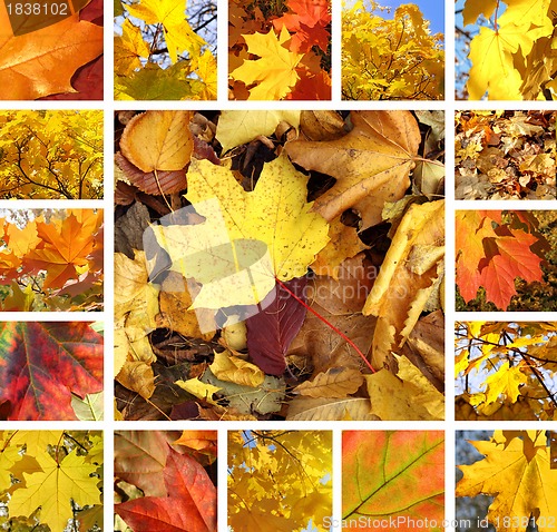Image of Autumn collage 