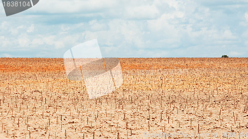 Image of Newly planted tapioca field