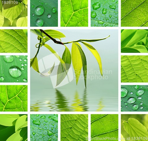 Image of Green collage 