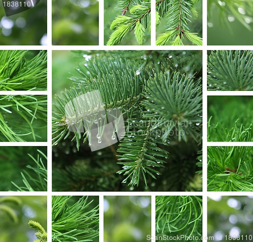 Image of Coniferous tree with rain droplets collage