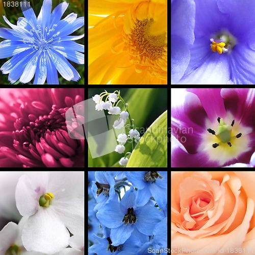 Image of Flowers collage