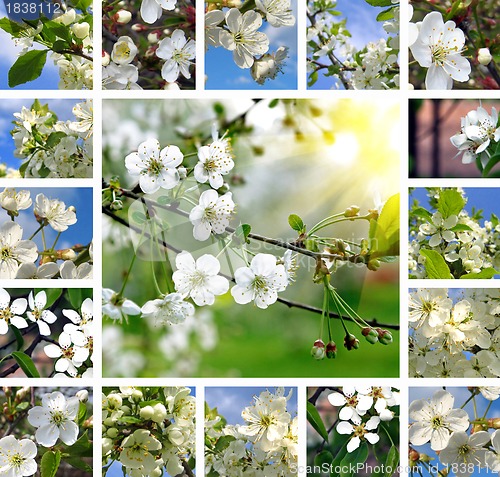 Image of Spring trees collage