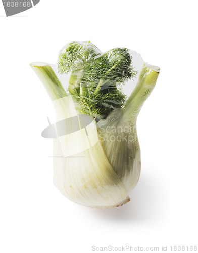 Image of Fennel