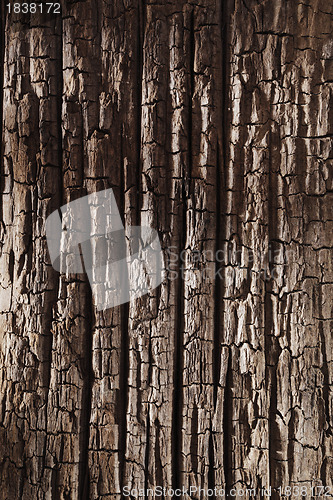Image of Old Wood