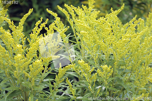 Image of Canada goldenrod