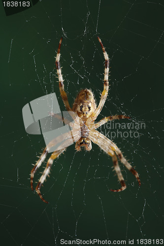 Image of The European garden spider (Araneus diadematus, cross spider)