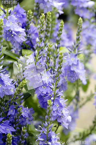 Image of Hungarian speedwell