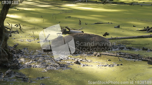 Image of wild boar