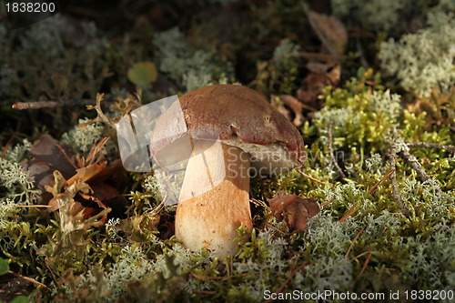 Image of Cepe - Edible Mushroom