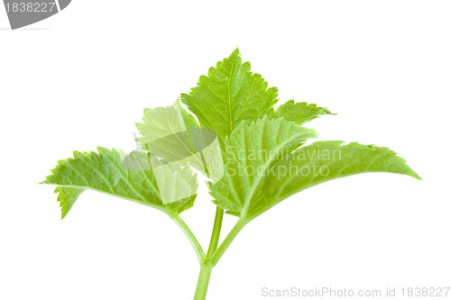 Image of green leaf