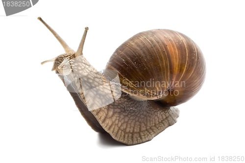 Image of Snail