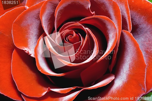 Image of Magnificent red rose