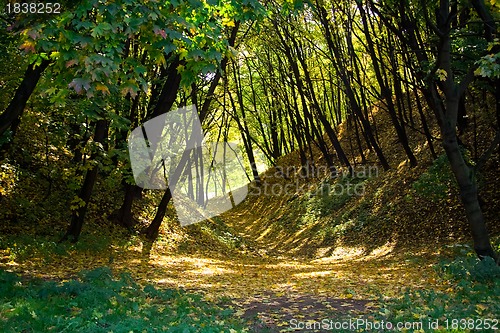 Image of park in fall