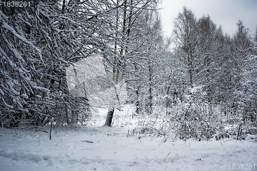 Image of Winter landscape