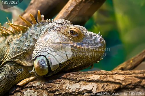 Image of Iguana