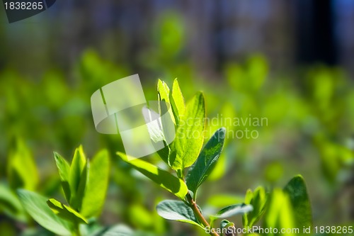Image of Spring