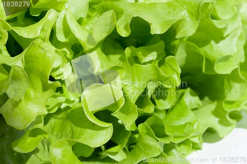 Image of Lettuce