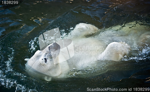 Image of Polar bear