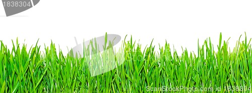 Image of Spring grass