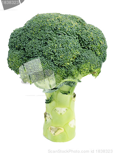 Image of Broccoli