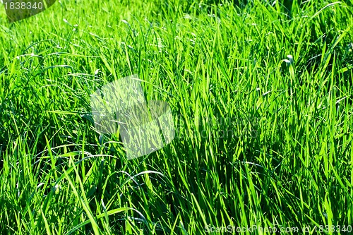 Image of Green grass