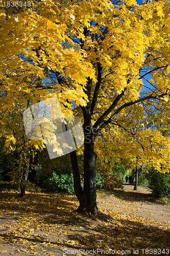 Image of yellow maple