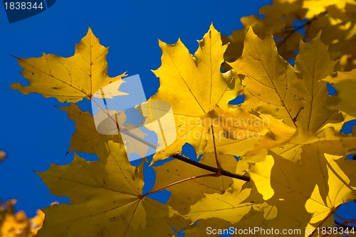 Image of Maple. Golden autumn. 